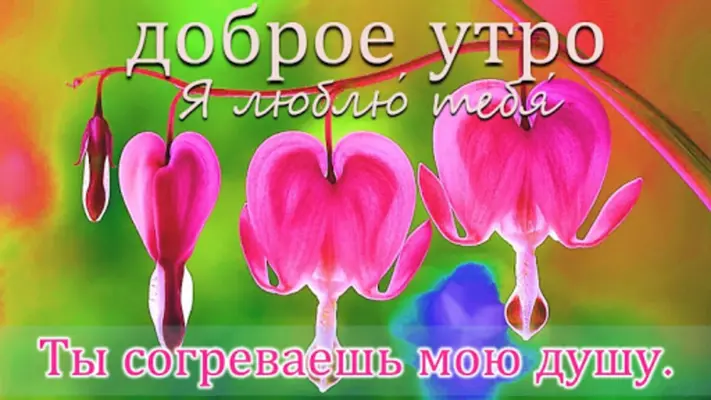 Russian Good Morning to Night love android App screenshot 10